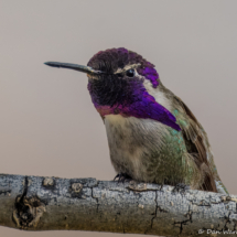 Costa's Hummingbird-Male-07