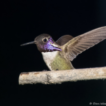 Costa's Hummingbird-Male-07