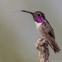 Costa's Hummingbird-Male-23