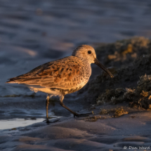 Dunlin-01