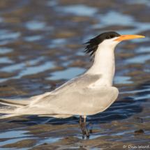 Elegant Tern-07