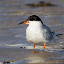 Forster's Tern-22