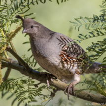 Gambel's Quail-Female-03