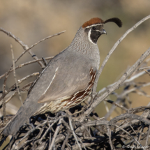 Gambel's Quail-Male-02
