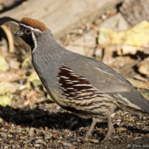 Gambel's Quail-Male-02