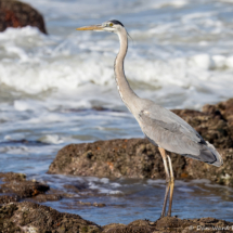 Great Blue Heron-01