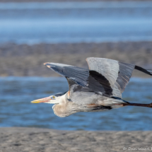 Great Blue Heron-03