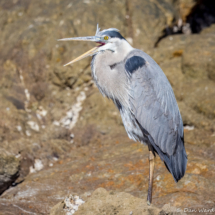 Great Blue Heron-05