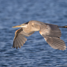 Great Blue Heron-25