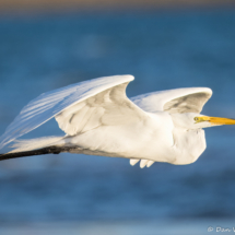 Great Egret-17