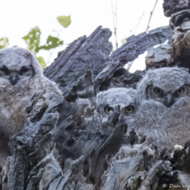 Great-horned Owl-08