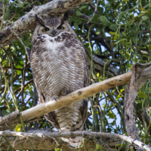 Great-horned Owl-13