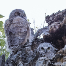 Great-horned Owl-25