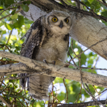 Great-horned Owl-43