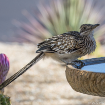 Greater Roadrunner-02