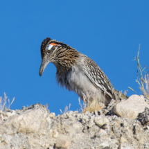 Greater Roadrunner-05