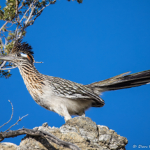 Greater Roadrunner-10