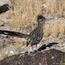 Greater Roadrunner-17