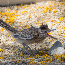 Greater Roadrunner-Immature-07