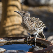 Greater Roadrunner-Immature-24