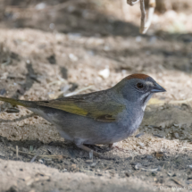 Green-tailed Towhee-08
