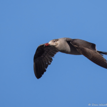 Heermann's Gull-02