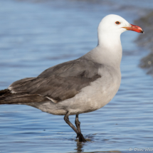 Heermann's Gull-44