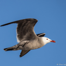 Heermann's Gull-52