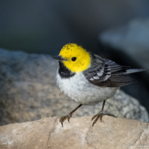 Hermit Warbler-05