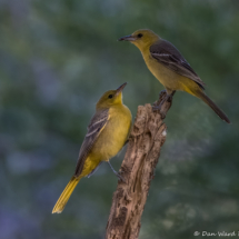 Hooded Oriole-03