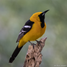 Hooded Oriole-Male-39