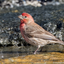 House Finch-Male-03