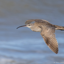Hudsonian Whimbrel-04