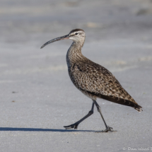 Hudsonian Whimbrel-07