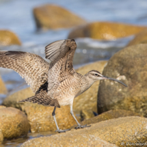 Hudsonian Whimbrel-08