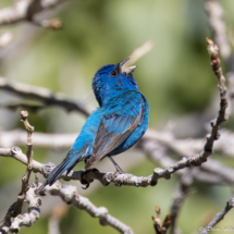 Indigo Bunting-Male-03