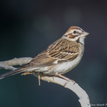Lark Sparrow-12