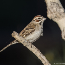 Lark Sparrow-20