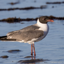 Laughing Gull-02