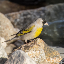 Lawrence's Goldfinch-12