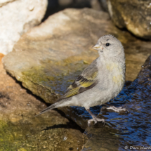 Lawrence's Goldfinch-36