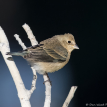 Lazuli Bunting-02