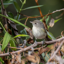 Least Bell's Vireo-01