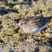 Least Sandpiper-04