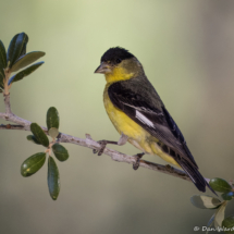 Lesser Goldfinch-male-04
