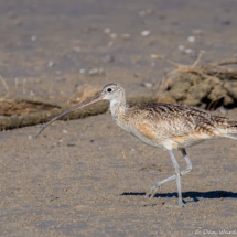 Long-billed Curlew-05