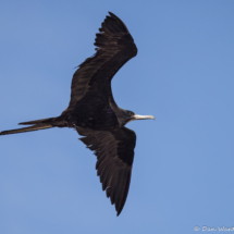 Magnificent Frigatebird-07