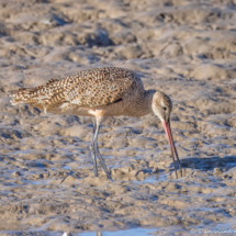 Marbled Godwit-02