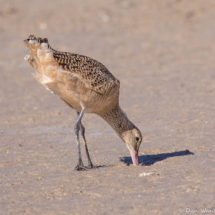 Marbled Godwit-03