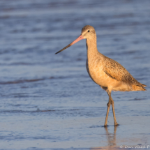 Marbled Godwit-06